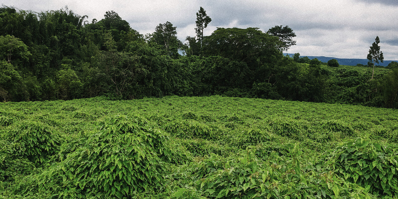 Wide violet field — where the ube root grows